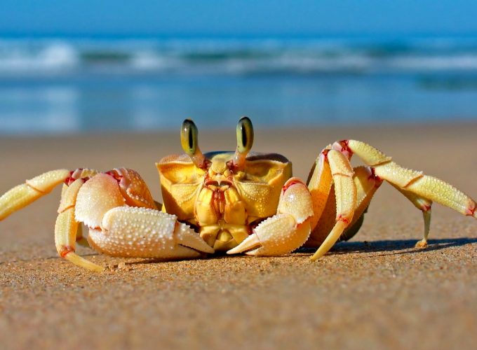 Wallpaper Crab, Mediterranean sea, sand, funny, cute animals, Animals 7425816897